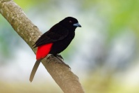 Tangara puntaarenska - Ramphocelus costaricensis - Cherrie's Tanager o1765